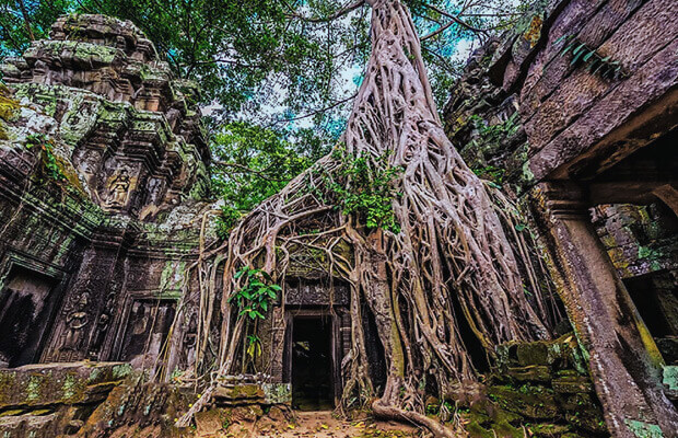The Jungle Tree at Ta Prohm Temple